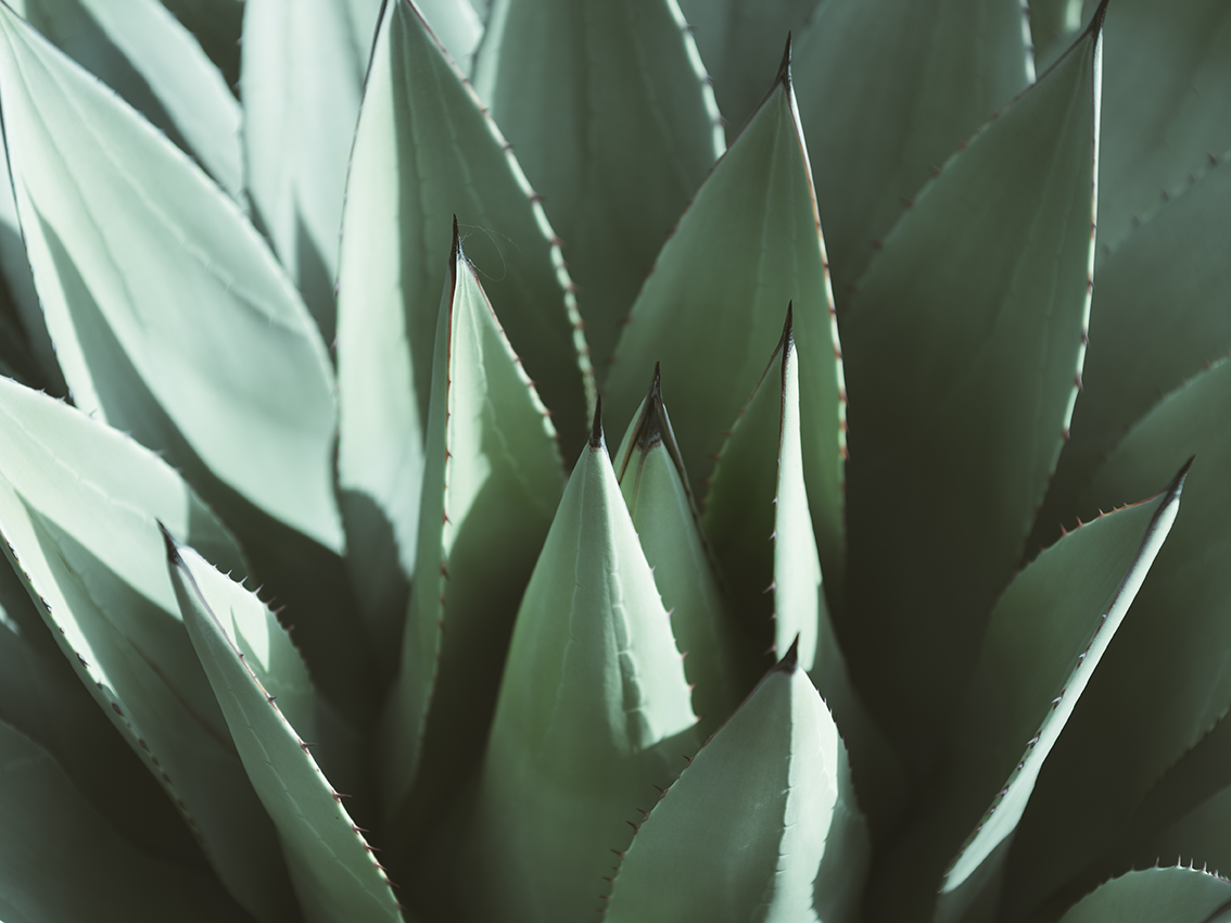 lamina aloe vera, lamina aloevera