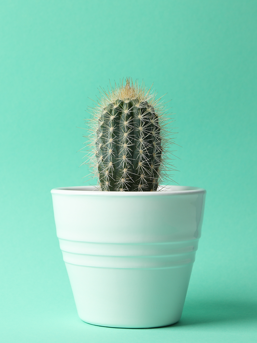 lamina Cactus