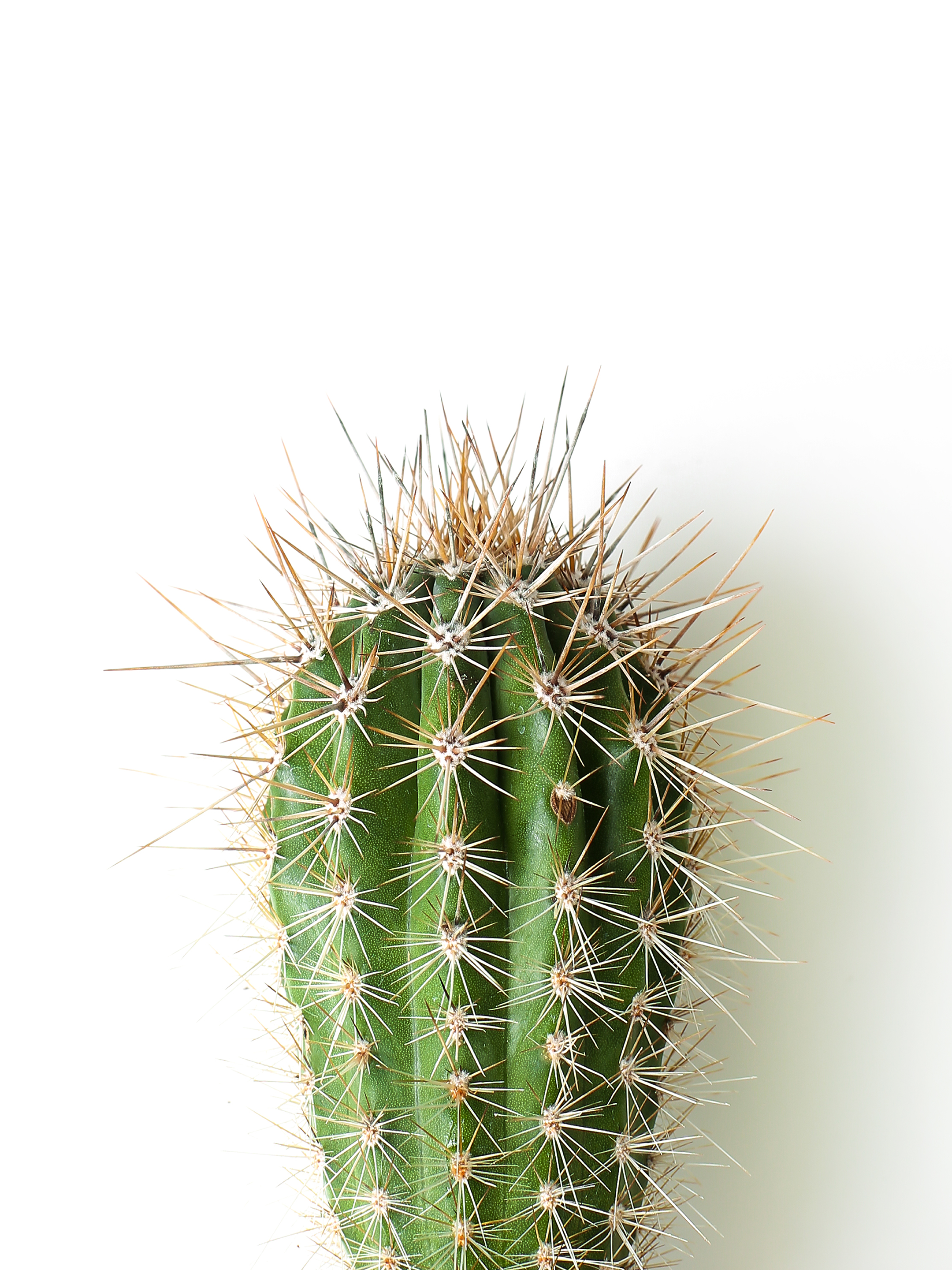 lamina Cactus