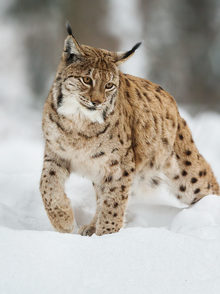 fotolienzo Lince en la Nieve